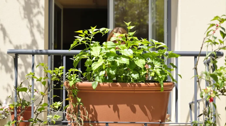 Cette plante remplace le bouillon : découvrez quand la planter en pot pour en profiter